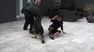 SECRETS of training Elite Protection Dogs Instructional video
