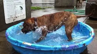 You Will Never Guess What This Dog Does When She Goes Into A Kiddy Pool!
