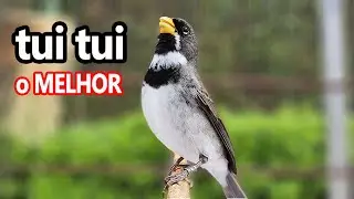 o MELHOR tui tui PARA PAPA-CAPIM / COLEIRO faz o teste