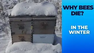 Why Bees Die In The Winter 🐝 Top 10 Reasons Bees Don&rsquo;t Survive the Winter