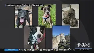 5 Local Shelter Animals Still Seeking Forever Families After Months Without Homes