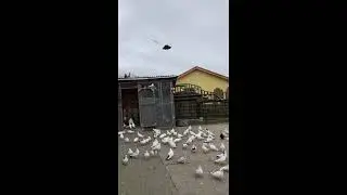 Армянские голуби Германия г.Волгаст заводчик Грант