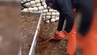 Alaska Commercial Fishing Jellyfish (Seining PWS 2018)