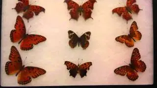 JUSTIN STEPHENS BUTTERFLY COLLECTION