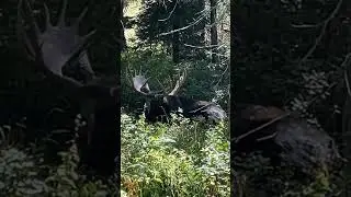 A little moose, watching along the Cascade Canyon Trail  in the Tetons ￼