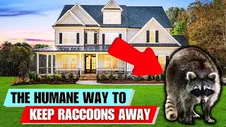 Raccoons HATE These Tricks! Keep Them Away From Your Home Safely