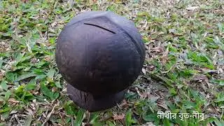 Coconut Sell Good Luck #crazyzone #nithir #brit #karmoker #library #nibri #video #trend #durga #puja