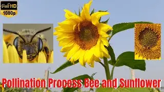 Sunflowers | Honey bee visitation to Sunflower | Pollination process Bee and Sunflower | Bee #shorts