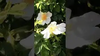 Отдохни, созерцай! (Снято на  Canon Legria M306)