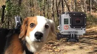 GoPro Hero 4: как быть собакой в ​​4K!