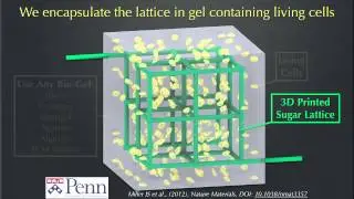 3D Printed Sugar Lattice for Vascular Casting in Engineered Living Tissues