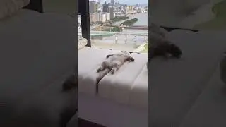 Cutest Cat On The Internet #cutecats #funnycatvideos #adorablekittens #cutecatcompilation #kitty