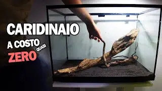 Allestimento CARIDINAIO a COSTO (quasi) ZERO