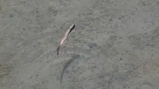 Swimming Worm