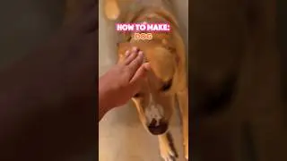 How to make dog #shorts #comedy #tutorial #pets #food #funny #edit #cooking #baking #memes