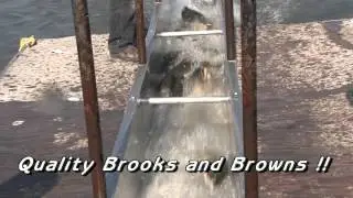 V.I.P. Day and Trout Stocking VIDEO !!