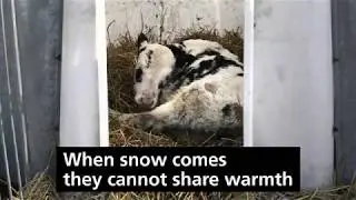How Vulnerable Young Calves Are Caged and Isolated on EU Farms