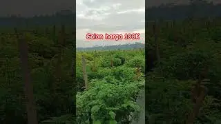 Calon cabe harga 100K #trendingshorts #petanicabe