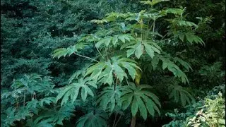 347# Tetrapanax Papyrifer - ekspansywna roślina.
