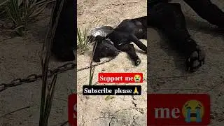 Nature gurdenig plants report in terrace garden 🌿🌲#garden #ytshorts #comedy #odisha #indian
