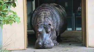 Nijlpaarden Hermien en Imani (Hippos) : Zoo Antwerpen 2024