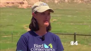 Grassland birds have lost population