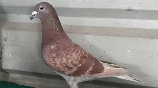 Racing Homer red checker Pigeon male For Sale IN /TG Nampally!!7093786358