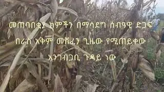 በምግብ ራስን መቻል በደዋ ጨፋ ወረዳ ሰላማ ቀበሌ አንድ ባለሃብት ከእርሻው ቀንሶ በሰጠው ሁለት ሄክታር መሬት ላይ የተዘራ የበቆሎ ሰብል