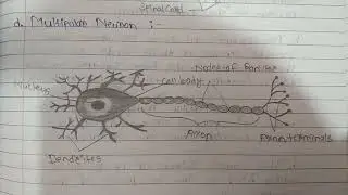 Multipolar Neuron diagram #biology #shortvideo #viralshort