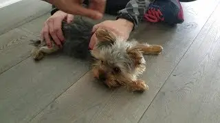 Teaching God Dog Parents How To Walk Puppy Paxton