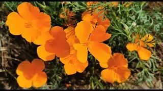 California Poppy Orange King, Escholzia californica: the longest blooming plant of my UK garden