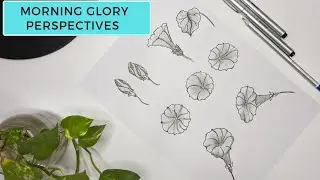 How to draw different Morning glory flower perspectives. Morning glory Flower drawing|sketching.