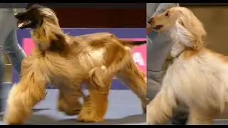 Afghan hounds in a dog show