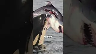 Косатка 🐬 Высший Хищник