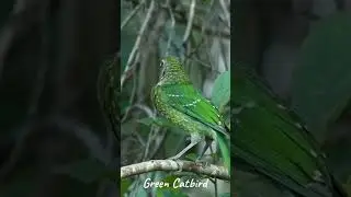 Green Catbird