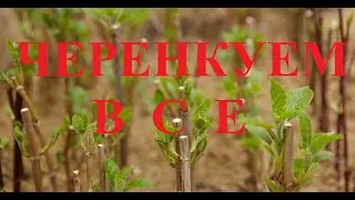 Черенкуем в тумане #youtubeshort #tech #youtube #live #shorts #reviews #ShortsChallenge #shortsclip