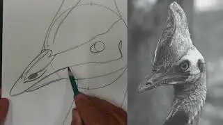 Dibujo a lápiz, Como dibujar un casuario.
