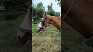 Rabies in a horse (furious form)/dog bite history/salivation/excitation/hypersensitivity