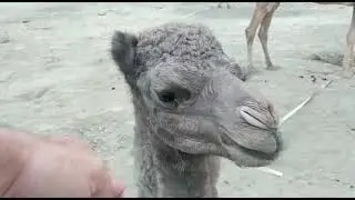 Camel Calves playing and annoying adults.