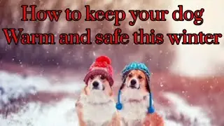 How do I Keep my dog warm in the winter? here are some tips that might help #dogs #knowledge #k9tv