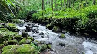 Improve bedtime comfort with forest river sound beneath daylight trees creating deep serenity
