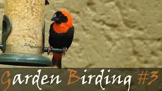 South African Garden Birding Videos - Beautiful Garden Birds & Bird Sounds | Stories Of The Kruger