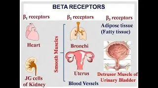 Pharmacology of Beta Agonists-Sympathomimetics-Uses-Side Effects