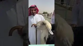 لقاء مع مربي الحري عيسى الحربي ومربي النجد عليوي الرشيدي 🔥🔥 #اكسبلور #السعودية #ترند