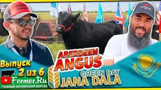 Абердин-ангус в ринге, на стендах и в стейках. Выставка &laquo;Jańa Dala / Green Day &lsquo;2024&raquo;, 2 часть.