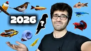2026 Ke Saare Breeding Projects! Ornamental Fish Farm & Bird Farm Tour
