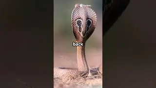 epic showdown secretary bird vs cobra #SecretaryBirdVsCobra #BirdVsReptile #NatureBattlle