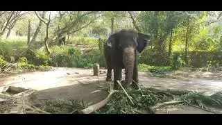ഗുരുവായൂർ ആനക്കോട്ട ❤️#video #eliphent #