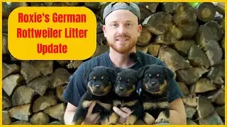 Roxie's German Rottweiler Litter Update