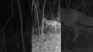 Foxes Screaming, Barking, and Yelling (4K) 🦊🦊‼️ #trailcam, #fox, #foxes, #redfoxes, #animalbehavior